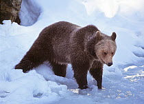 Brown Bear (Ursus arctos) in snow, Bayerisch Wald National Park, Germany, captive