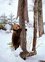 Brown Bear (Ursus arctos) feeding on tree bark,  Bayerisch Wald National Park, Germany, captive