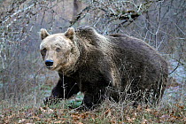 Brown Bear (Ursus arctos) Abruzzo National Park, Italy, December
