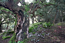 A Cork Oak grove (Quercus suber) Corsica island, France, January 2010