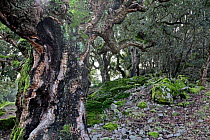A Cork Oak grove (Quercus suber) Corsica island, France, January 2010