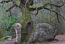 An old Cork Oak tree (Quercus suber) growing over a rock, Corsica island, France. February 2010