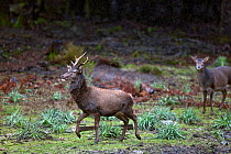 Corsican Red Deer (Cervus elaphus corsicanus) male and female, with wet coats from recent rainfall, Foret de Zonza, Quenza. Parc Naturel Regional de Corse, Corsica island, France, February