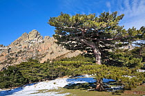 Corsican Black Pine forest (Pinus nigra laricio corsicanus) Col de Bavella and Aiguilles de Bavella mountains, Parc Naturel Regional de Corse, Corsica island, France, February 2010