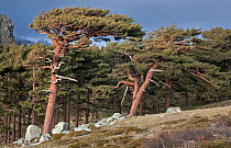 Corsican Black Pine trees at (Pinus nigra laricio corsicanus) Parc Naturel Regional de Corse, Corsica island, France, February 2010
