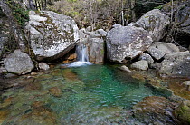 Mountain stream crossing Zonza woods. Parc Naturel Regional de Corse, Corsica island, France, February 2010