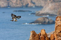 Osprey (Pandion haliaetus) flying along coastline, Corsica island, France, February