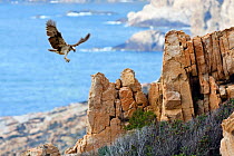 Osprey (Pandion haliaetus) coming in to land on coastal cliffs, Corsica island, France, February