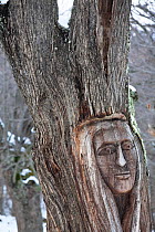 A totem-like head carved in an ancient Sweet Chestnut tree (Castanea sativa) Corsica island, France, February 2010
