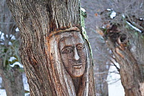 A totem-like head carved in an ancient Sweet Chestnut tree (Castanea sativa), Corsica island, France, February 2010