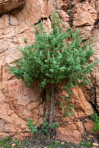 Juniper sapling (Juniperus communis) growing in rocky crevice on mountainside, Le Calanche de Piana rocks. Parc Naturel Regional de Corse, Corsica island, France, February 2010