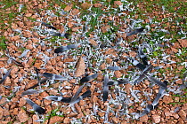 A falcon kill site, with numerous feathers from plucked prey victims, Le Calanche de Piana rocks. Parc Naturel Regional de Corse, Corsica island, France, February 2010