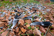 A falcon kill site, with numerous feathers from plucked prey victims, Le Calanche de Piana rocks. Parc Naturel Regional de Corse, Corsica island, France, January 2010