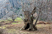 Ancient Sweet Chestnut trees (Castanea sativa) growing in the Spelunca Gorges. Porto, Parc Naturel Regional de Corse, Corsica island, France, January 2010