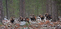 A flock of Mouflon rams (Ovis musimon) Foret de Valdu Niellu, Corte, Parc Naturel Regional de Corse, Corsica island, France, February 2010
