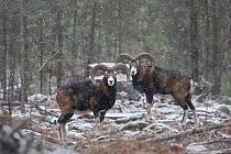 Two Mouflon rams (Ovis musimon) standing in forest with snow falling, Foret de Valdu Niellu, Corte, Parc Naturel Regional de Corse, Corsica island, France, February