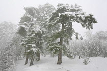 Corsican Black Pine (Pinus nigra laricio corsicanus) after heavy snowfall, Valdu-Niellu forest Parc Naturel Regional de Corse, Corsica island, France, January 2010