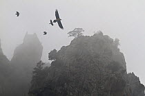 Carrion Crows (Corvus corone) mobbing a Bearded vulture (Gypaetus barbatus) Scala di St. Regina gorges. Corte, Parc Naturel Regional de Corse, Corsica island, France, January