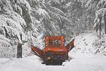 Snow plough clearing road, in the forest of Carrozzica, Haut Asco mountains Parc Naturel Regional de Corse, Calvi, Corsica island, France, February 2010