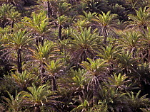 Cretan palm tree forest (Phoenix theophrasti) viewed from above, Vai, Crete, Greece