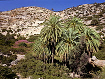 Cretan palm tree forest (Phoenix theophrasti) Vai, Crete, Greece