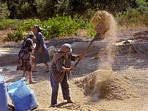 Farmers with a pitch fork winnowing, using traditional agricultural methods on the island of Crete, Greece.