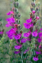 Purple Betony (Stachys officinalis) in flower, Montecristo island, Tuscany Archipelago National Park, Italy.