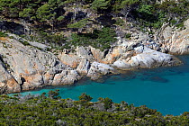 The cove of Cala Maestra. Montecristo Island, Tuscany Archipelago National Park, Italy. June 2010