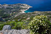 Cistus (Cistus monspeliensis) flowering, with the cove of Cala Maestra behind, Montecristo Island, Tuscany Archipelago National Park, Italy. June 2010