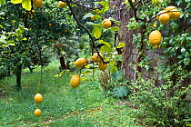 Lemon trees (Citrus lemon) with ripe fruit, in garden, Elba island, Italy. May 2010