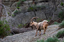 Male Wild goat (Capra aegagrus) standing on rocks, Montecristo island, Tuscany Archipelago National Park, Italy, June