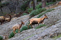 Wild goats (Capra aegagrus) walking over rocks, Montecristo island, Tuscany Archipelago National Park, Italy, June