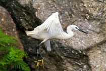 Little egret (Egretta garzetta) in flight, on migration route, Montecristo Island, Tuscany Archipelago National Park. May