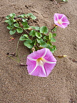 Sea Bindweed / Beach Morning Glory (Calystegia soldanella) in flower on sandy sea shore, Italy, May
