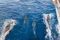 Striped Dolphins (Stenella coeruleoalba) swimming alongside sailing ship. National Park of the Tuscany archipelago, Italy, May