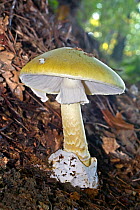 Death Cap toadstool (Amanita phalloides) growing in leaf litter.