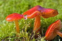 Three Scarlet Wax caps (Hygrophorus / Hygrocybe punicea) fungi