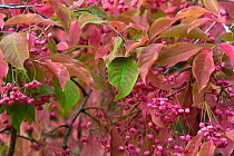 Spindle tree (Evonymus europaeus) leaves and berries in autumn
