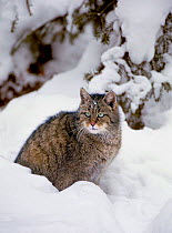 European Wild Cat (Felis silvestris) portrait sitting in deep snow, in winter. Central Europe, captive.
