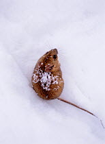 Northern Birch Mouse (Sicista betulina) portrait, sitting in snow, Plitvice Lakes National Park, Croatia