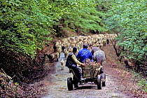 Traditional horse-drawn cart, following flock of sheep down a dirt road, Transylvania, Romania