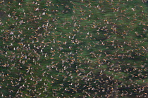 Huge flock of Bramblings (Fringilla montifringilla) flying to roost in trees, Gorbeia Natural Park, Basque country, Spain, January 2011, unusual winter visitors pushed further south than usual by the...