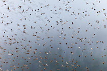 Huge flock of Bramblings (Fringilla montifringilla) flying to roost in trees, Gorbeia Natural Park, Basque country, Spain, January 2011, unusual winter visitors pushed further south than usual by the...