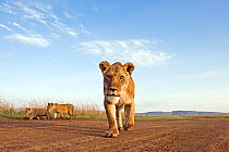 African lion (Panthera leo) young female walking,  Masai Mara National Reserve, Kenya. August