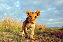 African lion (Panthera leo) portrait of cub walking, Masai Mara National Reserve, Kenya. August