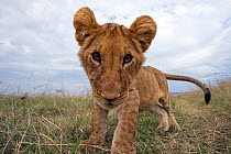 African lion (Panthera leo) portrait of cub, Masai Mara National Reserve, Kenya. August
