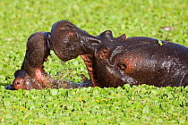 Hippopotamus (Hippopotamus amphibius) males fighting in  pool, Masai Mara National Reserve, Kenya. February
