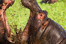 Hippopotamus (Hippopotamus amphibius) males fighting in  pool, Masai Mara National Reserve, Kenya. February