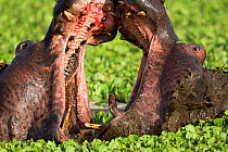 Hippopotamus (Hippopotamus amphibius) males fighting in pool, Masai Mara National Reserve, Kenya. February