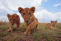Inquisitive African lion cubs (Panthera leo) wide angle perspective, Masai Mara National Reserve, Kenya. August